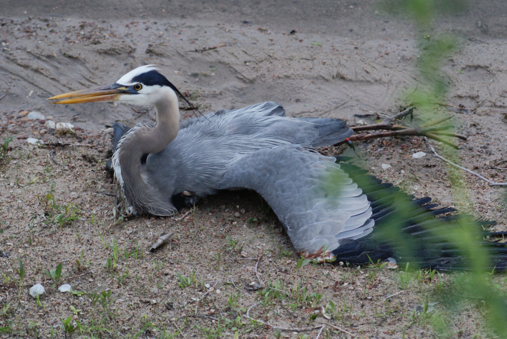 A great blue heron that was found at Camp Ashland, fishing line was tangled around one leg and both wings.